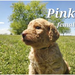 Labradoodle Puppies from Silver Acorn Doodles