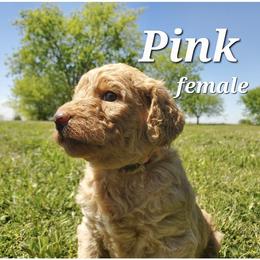 Labradoodle Puppies from Silver Acorn Doodles