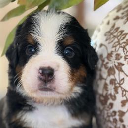 Dash - Tri-color male Bernese Mountain Dog puppy in Yuciapa, California from AlltheDoodlez_