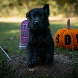 Orange - Black female German Shepherd puppy in Hammond, Louisiana from Von LaMarca German Shepherds