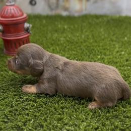 Chocolate and Tan Longhair Male - Chocolate and tan male Dachshund puppy in Killeen, Texas from Southern Dachshunds
