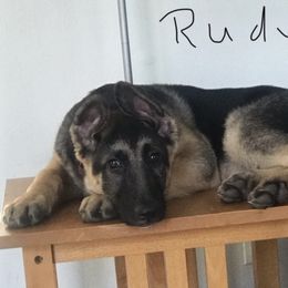 German Shepherd Puppies from Dawnhill