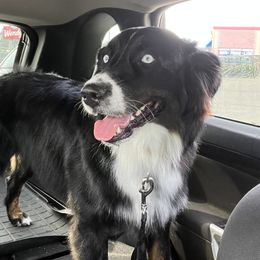 Blu - Australian Shepherd