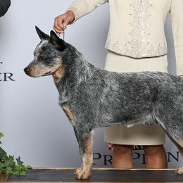 Ronan - Australian Cattle Dog