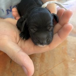 Wednesday - Black and white male Cockapoo puppy in Adrian, Oregon from ApplebyFarm