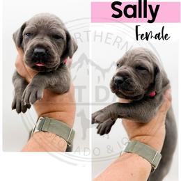 Sally - Blue female Great Dane puppy in Sac City, Iowa from Northern Great Danes of Colorado & Iowa
