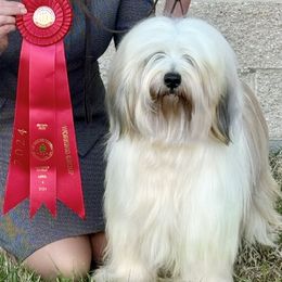 Whit - Tibetan Terrier