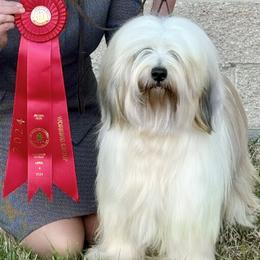 Whit - Tibetan Terrier