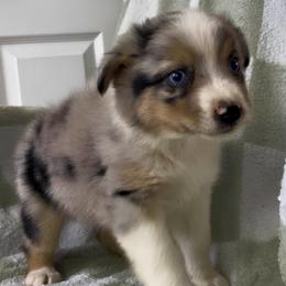 Willow - Blue merle female Australian Shepherd puppy in Richmond, Virginia from RVA Aussies