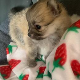 Girl 2 - Orange parti female Pomeranian puppy in Gotha, Florida from Jazzi’s Poms