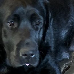 Lulu - Labrador Retriever