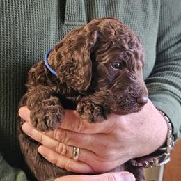 Willie - Brown male Double Doodle puppy in Jeddo, Michigan from Bert's Doodles