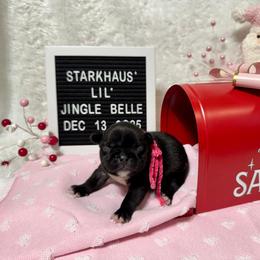 Girl 3 - female French Bulldog puppy in Westerly, Rhode Island from Starkhaus Rottweilers & Frenchies