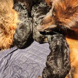 Zofia - Black and red female German Shepherd puppy in Los Lunas, New Mexico from Mali's German Shepherds LLC