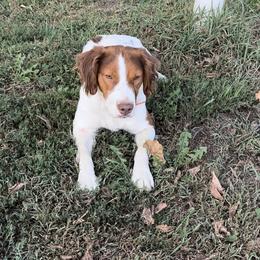 Copper - Brittany