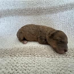 Girl 3 - Chocolate merle female Bernedoodle puppy in Gilbert, Arizona from positivelypuppies