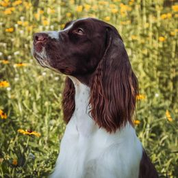 English Springer Spaniels from Duality English Springer Spaniels