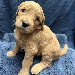Coral - Red  female Goldendoodle puppy in Placerville, California from New Dawn Poodles and Doodles