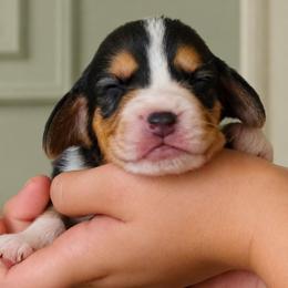 Oz - Blue tan and white male Beagle puppy in Lake City, Florida from Sunkissed Beagles