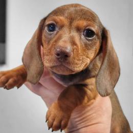 Twix - Chocolate female Dachshund puppy in Mountain Grove, Missouri from Blueprint K9 Dachshunds- www.BlueprintK9.com