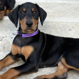 Doberman Pinschers and German Shepherds from By My Side Germans Shepherds & Dobermans