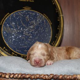 Kuiper - Gold male Australian Cobberdog puppy in Bellingham, Minnesota from Whispering Prairie Australian Cobberdog