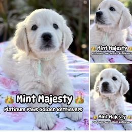 2nd Pick Female - Mint - Light golden female Golden Retriever puppy in Sarasota, Florida from Platinum Paws Puppies