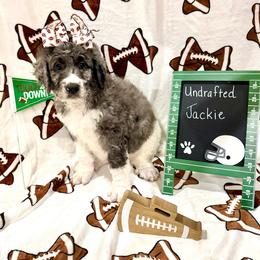 Jacqueline - female Golden Mountain Doodle puppy in Victoria, Texas from Deidre's Doodles