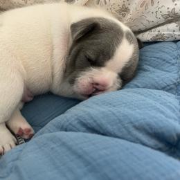 French Bulldog Puppies from The Frenchie Lady Co.