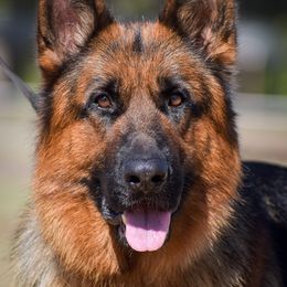 German Shepherd Puppies from Von Falkenberg German Shepherds, LLC
