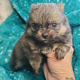 Boy 2 - Orange sable male Pomeranian puppy in Tulsa County, Oklahoma from CP Kennels
