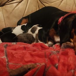 Chihuahuas and Dachshunds from Hope's pups