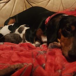 Chihuahuas and Dachshunds from Hope's pups