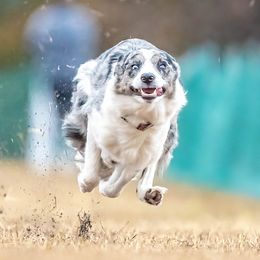 Jenga - Border Collie
