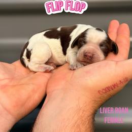 Flip Flop - Liver white and roan female English Springer Spaniel puppy in Uvalda, Georgia from Willow Creek Farms