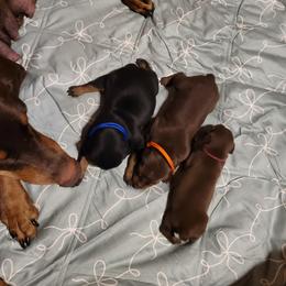 Orange collar girl - Red and rust female Doberman Pinscher puppy in Santa Clarita, California from Riviera Dobermans
