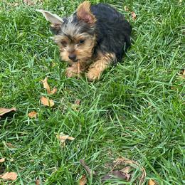 Venus Girl 2 - Black and tan female Yorkshire Terrier puppy in Albuquerque, New Mexico from Teddys Yorkies