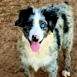 Tide - Blue merle male Australian Shepherd puppy in Mineral Wells, Texas from A6 Australian Shepards