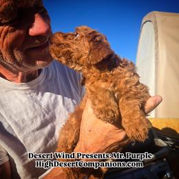 Mr. Purple - Red male Aussiedoodle puppy in Dolan Springs, Arizona from High Desert Companions