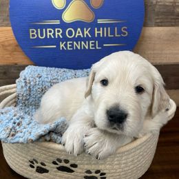 Ragnar - Light golden male Golden Retriever puppy in Kimberly, Idaho from Burr Oak Hills Kennel