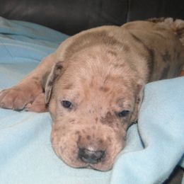 Boy 2 - Merle Great Dane puppy in Glenville, New York from Red Oak Farm and Kennel