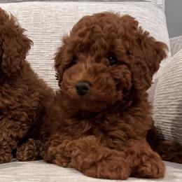 Poodles and Yorkshire Terriers from Pawfect Soul Puppies