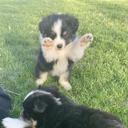 Toy Australian Shepherd Puppies from Kickapoo Creek Aussies