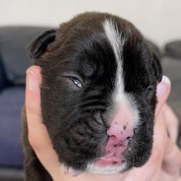 Boxer Puppies from Boxers Von Drachenburg