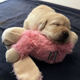 Boy 1 - Labrador Retriever puppy from AKC California Winterstrom Labradors
