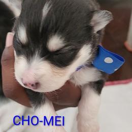 Boy 4 (CHO-MEI aka Chomie) - Black and white male Pomsky puppy in Norfolk, Virginia from 'Brick'House Couture Pomskies