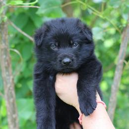 Axel - Black male German Shepherd puppy in Lucasville, Ohio from Trusting Hearts Kennel