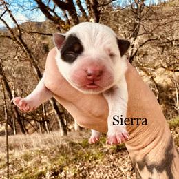 Sierra - Blue mottled female Australian Cattle Dog puppy in Redding, California from Macushla Kennel