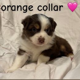 Beatrice - Red tri female Miniature Australian Shepherd puppy in Colbert, Georgia from Terri's Mini Aussies