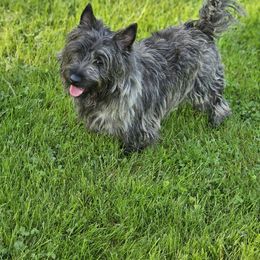 Rockey - Cairn Terrier